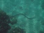 Sea Snake.JPG (43 KB)